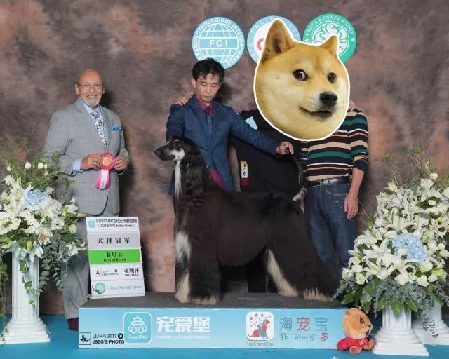 赛犬风采 • 阿富汗猎犬Ryuji-3.jpeg