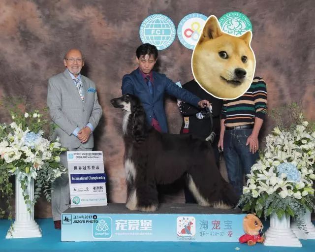 赛犬风采 • 阿富汗猎犬Ryuji-1.jpeg