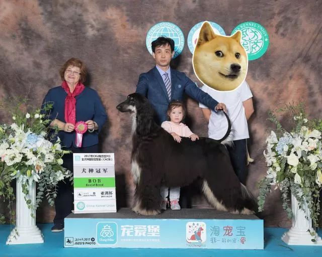 赛犬风采 • 阿富汗猎犬Ryuji-5.jpeg