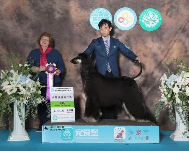 赛犬风采 • 阿富汗猎犬Ryuji-4.jpeg