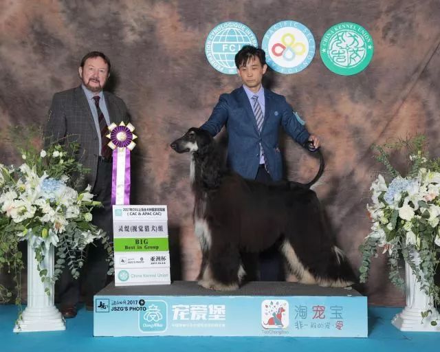 赛犬风采 • 阿富汗猎犬Ryuji-6.jpeg
