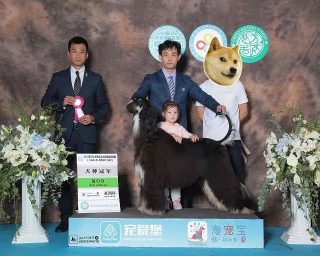 赛犬风采 • 阿富汗猎犬Ryuji-9.jpeg