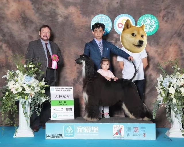 赛犬风采 • 阿富汗猎犬Ryuji-7.jpeg