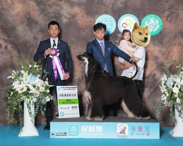 赛犬风采 • 阿富汗猎犬Ryuji-8.jpeg
