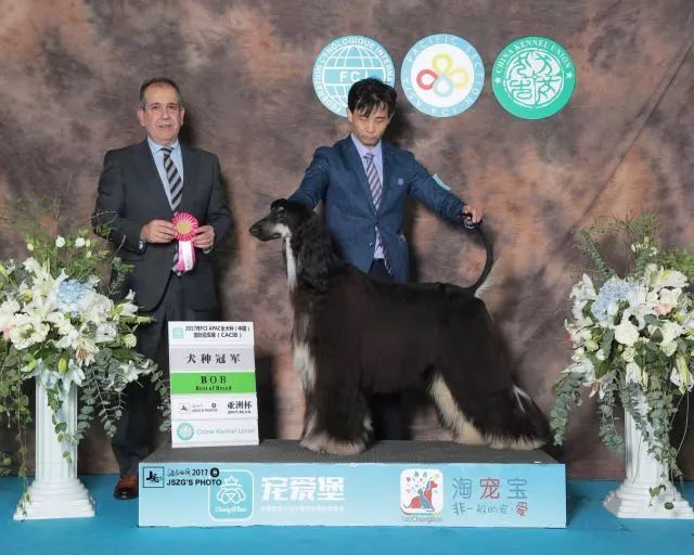 赛犬风采 • 阿富汗猎犬Ryuji-11.jpeg