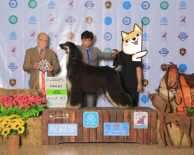 赛犬风采 • 阿富汗猎犬Ryuji-12.jpeg
