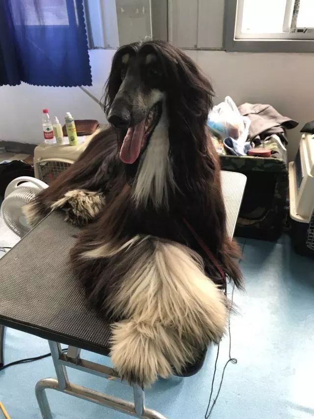 赛犬风采 • 阿富汗猎犬Ryuji-14.jpeg