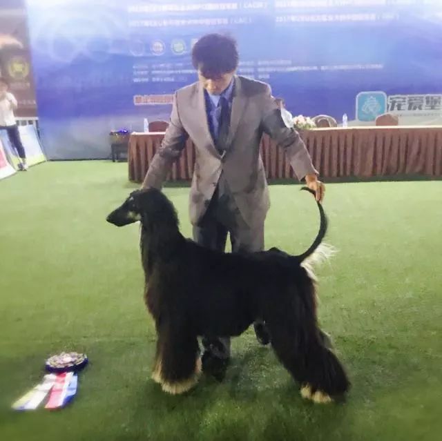 赛犬风采 • 阿富汗猎犬Ryuji-15.jpeg