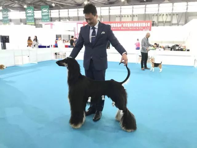 赛犬风采 • 阿富汗猎犬Ryuji-18.jpeg