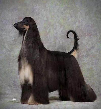 赛犬风采 • 阿富汗猎犬Ryuji-21.jpeg