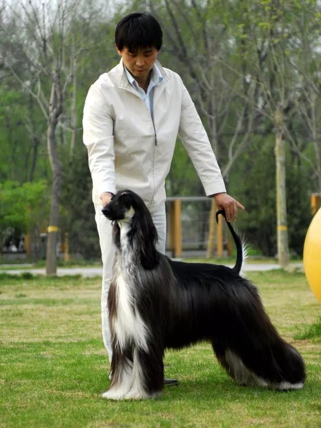 赛犬风采 • 阿富汗猎犬Ryuji-24.jpeg
