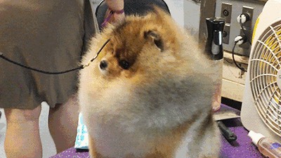 快速学会鉴赏博美 | 图文详解-6.gif