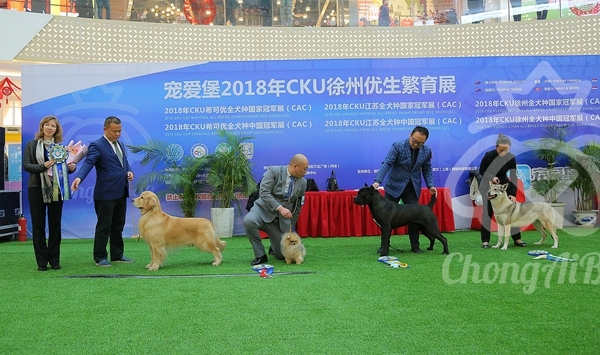 CKU赛事快报 | 2018年1月21日徐州冠军展BIS获奖犬只-2.jpeg