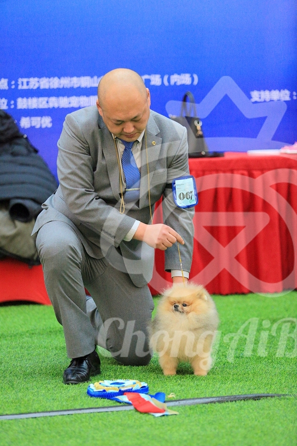 CKU赛事快报 | 2018年1月21日徐州冠军展BIS获奖犬只-4.jpeg