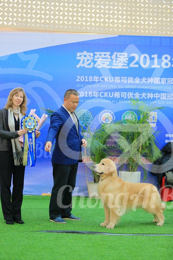 CKU赛事快报 | 2018年1月21日徐州冠军展BIS获奖犬只-3.jpeg