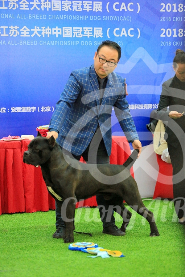 CKU赛事快报 | 2018年1月21日徐州冠军展BIS获奖犬只-5.jpeg