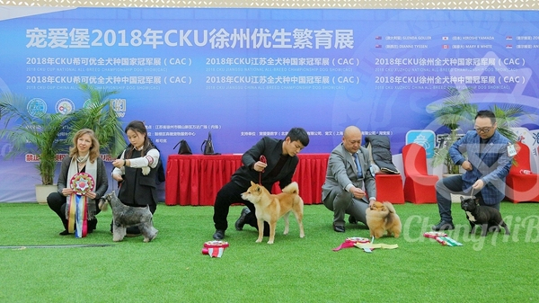 CKU赛事快报 | 2018年1月21日徐州冠军展BIS获奖犬只-7.jpeg
