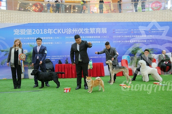 CKU赛事快报 | 2018年1月21日徐州冠军展BIS获奖犬只-12.jpeg