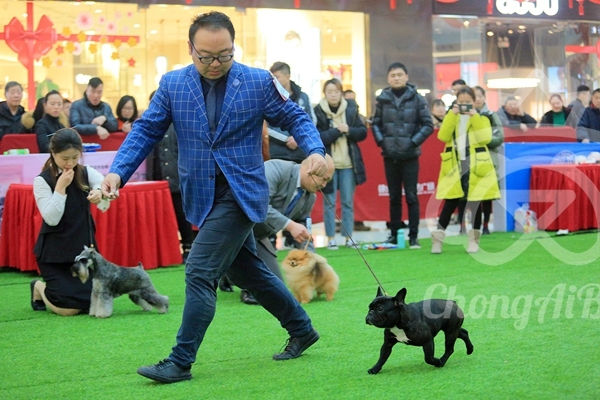 CKU赛事快报 | 2018年1月21日徐州冠军展BIS获奖犬只-11.jpeg