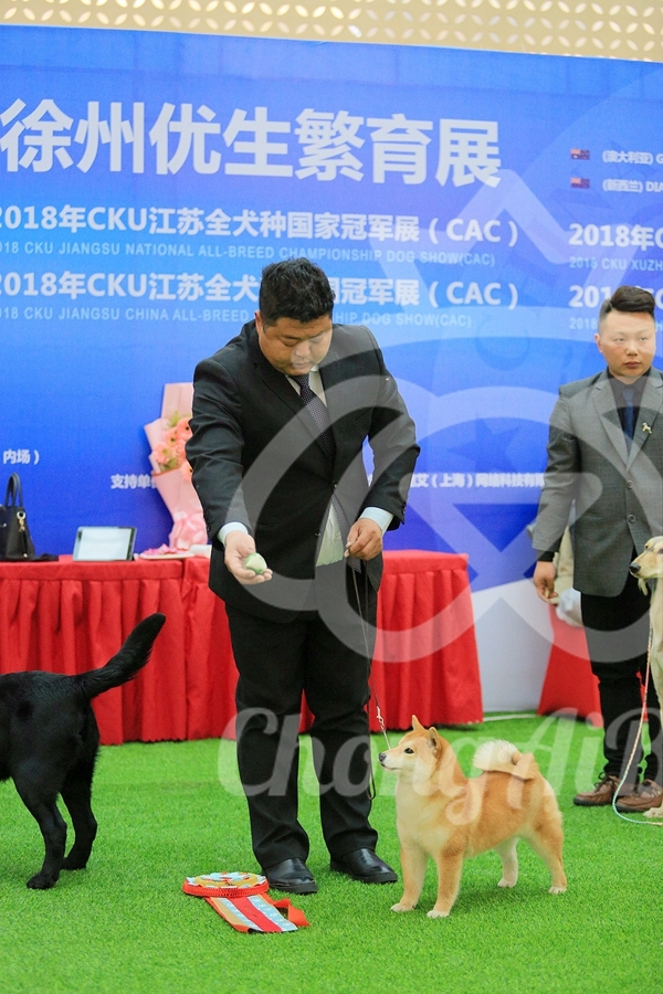 CKU赛事快报 | 2018年1月21日徐州冠军展BIS获奖犬只-14.jpeg