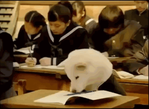 边牧到底有多少种颜色？都叫得上名字算你赢-3.gif