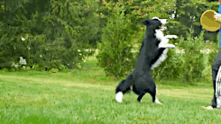 边牧到底有多少种颜色？都叫得上名字算你赢-8.gif