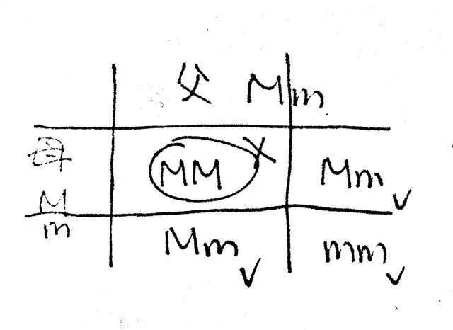 边牧到底有多少种颜色？都叫得上名字算你赢-11.jpeg