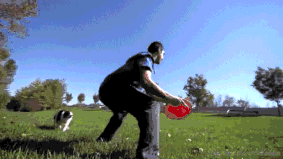 边牧到底有多少种颜色？都叫得上名字算你赢-14.gif