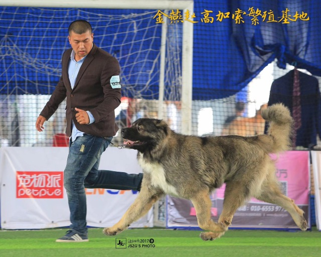 2017年CKU排行榜，高加索排行一：小五-6.jpeg