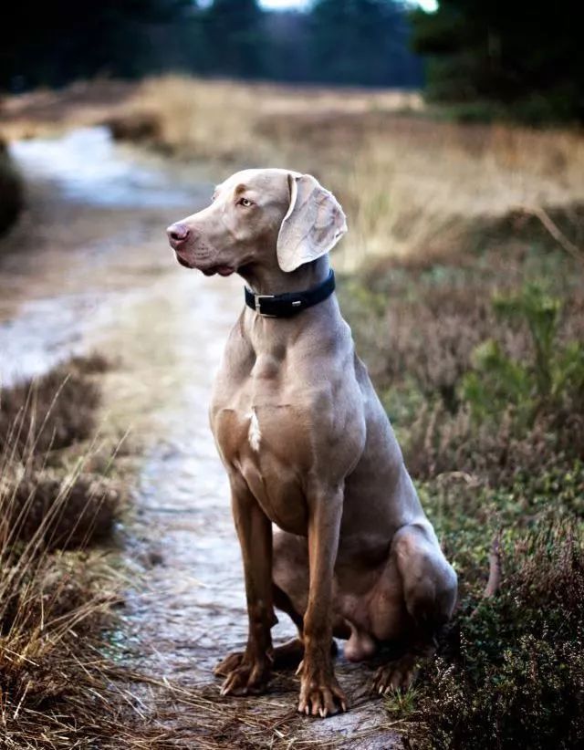 魏玛犬，高贵优雅的糙狗子？-4.jpeg