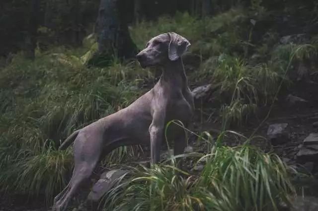 魏玛犬，高贵优雅的糙狗子？-1.jpeg