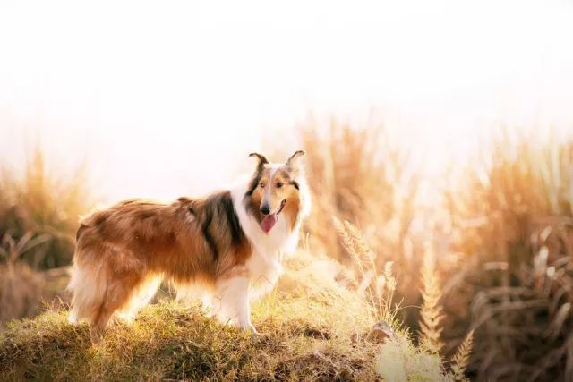 通人性又有气质的狗狗 | 苏格兰牧羊犬-1.jpeg
