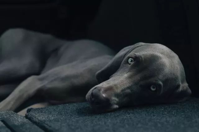 魏玛犬，高贵优雅的糙狗子？-6.jpeg