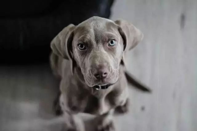 魏玛犬，高贵优雅的糙狗子？-5.jpeg