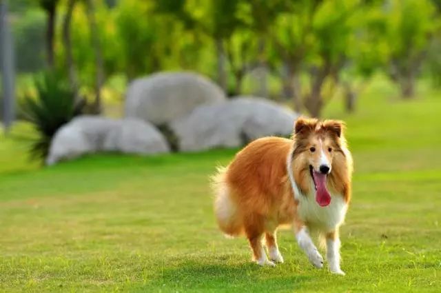 通人性又有气质的狗狗 | 苏格兰牧羊犬-3.jpeg
