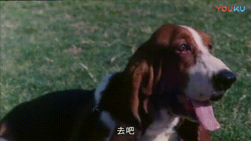直男的撩妹套路很可怕，但我不一样，我有狗啊-10.gif