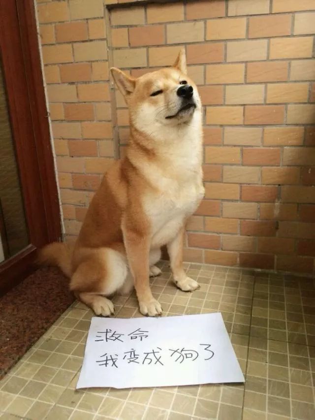 直男的撩妹套路很可怕，但我不一样，我有狗啊-16.jpeg