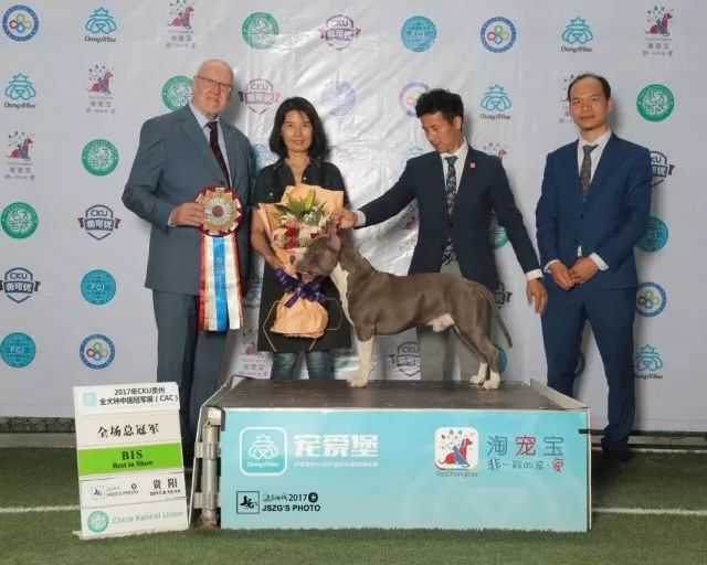 2017年CKU排行榜， 美国斯塔福德郡梗犬排行一：太郎-2.jpeg