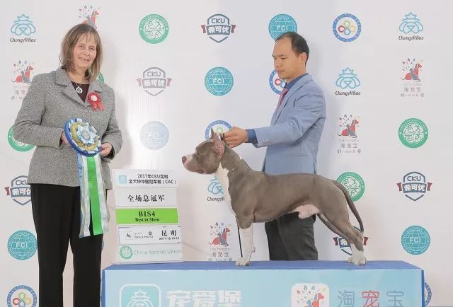 2017年CKU排行榜， 美国斯塔福德郡梗犬排行一：太郎-5.jpeg