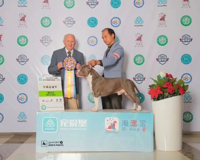 2017年CKU排行榜， 美国斯塔福德郡梗犬排行一：太郎-3.jpeg
