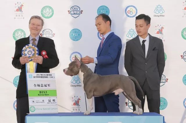 2017年CKU排行榜， 美国斯塔福德郡梗犬排行一：太郎-6.jpeg