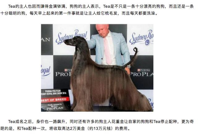 为什么有的狗配种费好几万？上门服务？不存在的。-3.jpeg