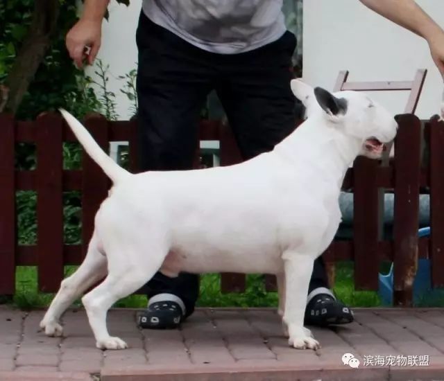 标准牛头梗外形之我见-13.jpeg