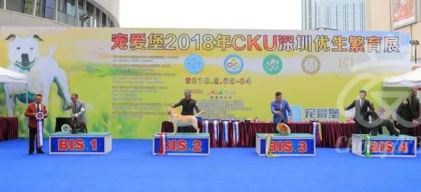 CKU赛事快报 | 2月2日深圳·FCI国际冠军展·BIS犬只-2.jpeg