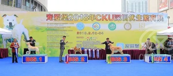 CKU赛事快报 | 2月2日深圳·FCI国际冠军展·BIS犬只-7.jpeg
