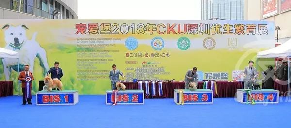 CKU赛事快报 | 2月2日深圳·FCI国际冠军展·BIS犬只-12.jpeg
