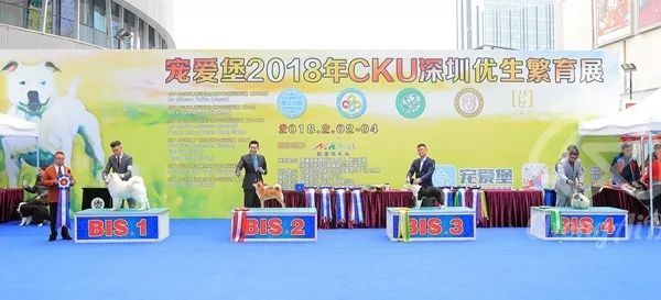 CKU赛事快报 | 2月2日深圳·FCI国际冠军展·BIS犬只-17.jpeg