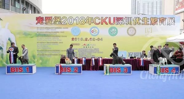 CKU赛事快报 | 2月4日深圳·FCI国际冠军展 BIS获奖犬只-2.jpeg
