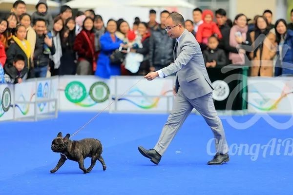 CKU赛事快报 | 2月4日深圳·FCI国际冠军展 BIS获奖犬只-3.jpeg