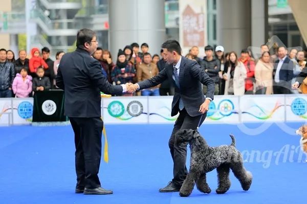 CKU赛事快报 | 2月4日深圳·FCI国际冠军展 BIS获奖犬只-5.jpeg